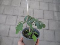 Tomaten Pflanze -Minicocktail- Johannisbeer - im 10,5cm...