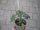 Tomaten Pflanze -Minicocktail- Johannisbeer - im 10,5cm Topf in taupe mit Stab 30cm silber