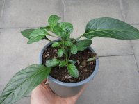 Birnenmelone Pflanze Pepino Copa® - im 12cm Topf in...