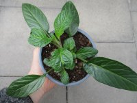 Birnenmelone Pflanze Pepino Copa® - im 12cm Topf in taupe