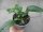 Birnenmelone Pflanze Pepino Copa® - im 12cm Topf in taupe
