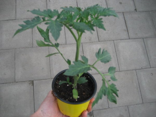 Tomaten Pflanze -Cocktail ± 40g- Apresa F1 - im 10,5cm Topf in gelb