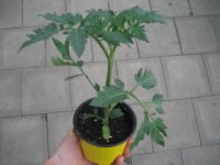 Tomaten Pflanze -normal- Apresa F1 - im 10,5cm Topf in gelb