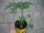 Tomaten Pflanze -normal- Apresa F1 - im 10,5cm Topf in gelb