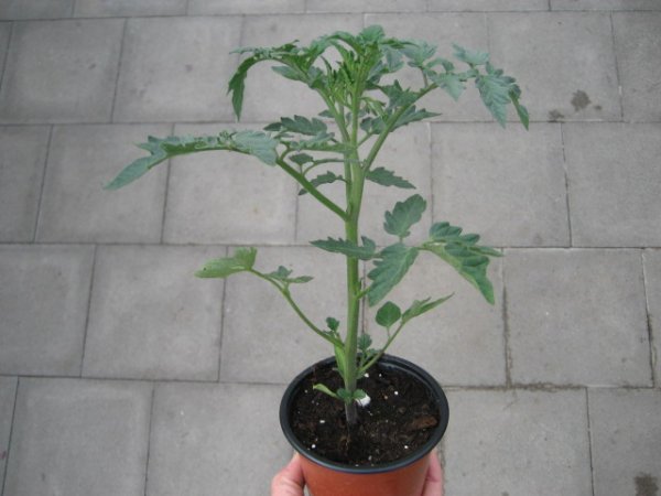 Tomaten Pflanze -normal- Diplom F1 - im 12cm Topf in ton
