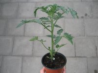 Tomaten Pflanze -normal ± 90g- Diplom F1 - im 12cm...