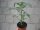 Tomaten Pflanze -normal ± 90g- Diplom F1 - im 12cm Topf in ton
