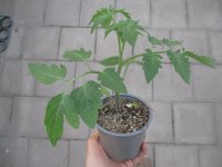 Tomaten Pflanze -normal ± 80g- Harzfeuer F1 - im 12cm Topf in taupe