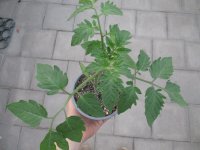 Tomaten Pflanze -normal ± 80g- Harzfeuer F1 - im 12cm Topf in taupe