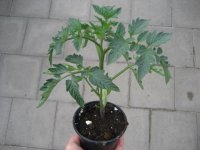 Tomaten Pflanze -normal- Hellfrucht - im 10,5cm Topf in...