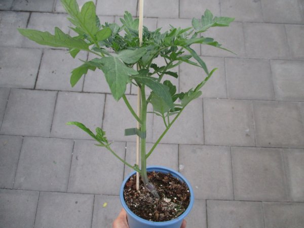 Tomaten Pflanze -normal ± 110g - Sportivo F1 - im 12cm Topf in blau
