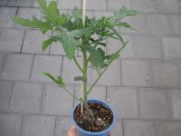 Tomaten Pflanze -normal ± 110g - Sportivo F1 - im...