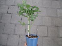 Tomaten Pflanze -normal ± 110g - Sportivo F1 - im 12cm Topf in blau