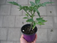 Tomaten Pflanze -Ochsenherz- Borsalina F1 - im 10,5cm...