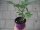 Tomaten Pflanze -Ochsenherz- Borsalina F1 - im 10,5cm Topf in brombeer