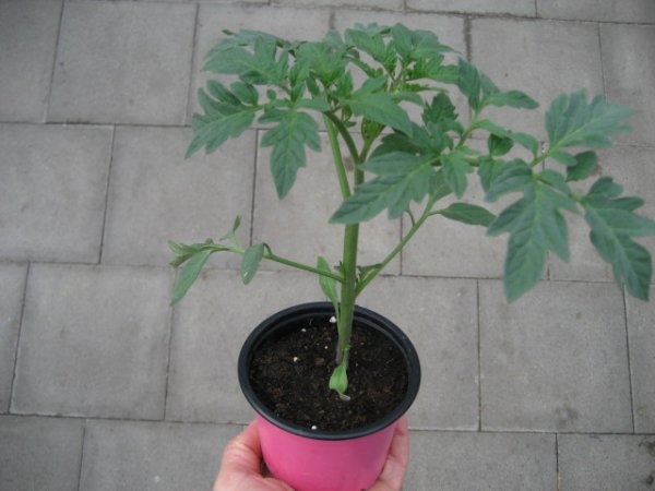 Tomaten Pflanze -Schokolade- Kakao F1 - im 10,5cm Topf in pink