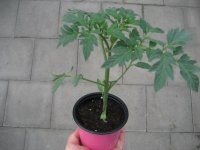 Tomaten Pflanze -Schokolade- Kakao F1 - im 10,5cm Topf in...