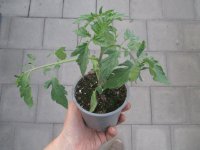 Tomaten Pflanze -Zebra- Green - im 10,5cm Topf in taupe