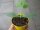 Zucchini Pflanze Soleil F1 - im 9cm Topf in gelb