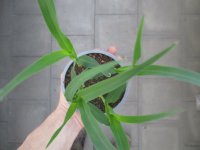 Zuckermais Pflanze Sunrise - im 10,5cm Topf in taupe