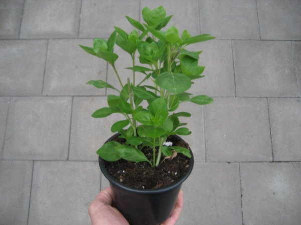 Basilikum Pflanze aus Stecklingen: großblättrig Basolica® - im 12cm Topf in taupe