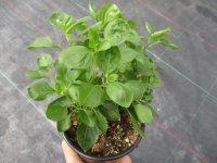 Basilikum Pflanze aus Stecklingen: großblättrig Basolica® - im 12cm Topf in taupe