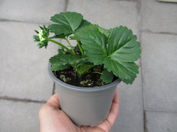 Erdbeere Pflanze Fragoo Beltran White F1 - im 10,5cm Topf in taupe