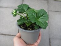 Erdbeere Pflanze Fragoo Beltran White F1 - im 10,5cm Topf...