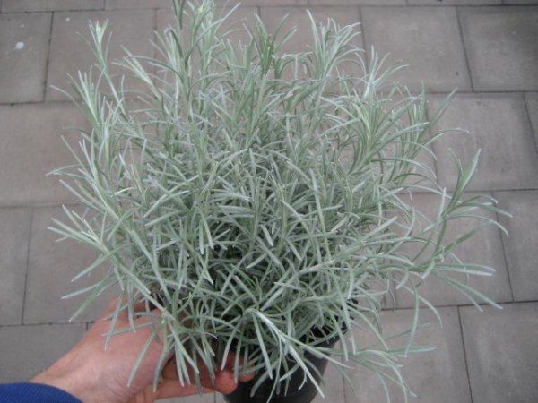 Kräuter Pflanze Currykraut - im 12cm Topf