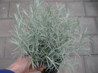 Kräuter Pflanze Currykraut - im 12cm Topf