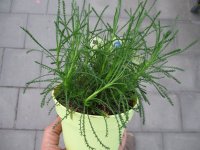 Kräuter Pflanze Olivenkraut - im 12cm Topf