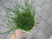 Kräuter Pflanze Olivenkraut - im 12cm Topf