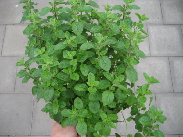 Kräuter Pflanze Oregano - im 14cm Topf