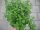 Kräuter Pflanze Oregano - im 14cm Topf