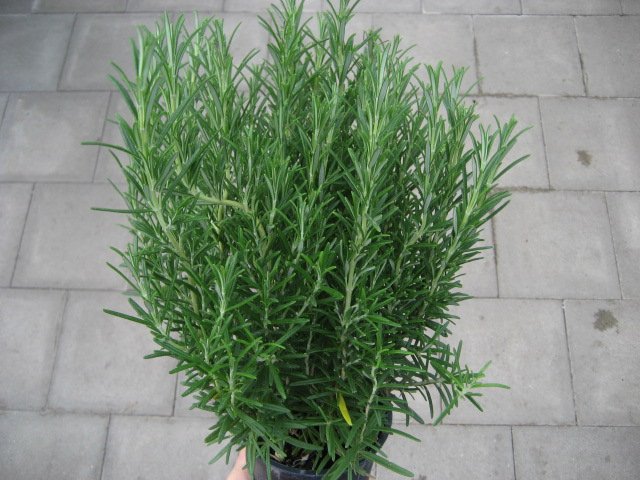 Kruter Pflanze Rosmarin - im 14cm Topf - Grtnerei Ziencz