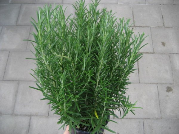 Kräuter Pflanze Rosmarin - im 14cm Topf