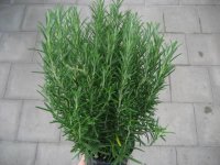 Kräuter Pflanze Rosmarin - im 14cm Topf